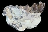 Hyracodon (Running Rhino) Jaw Section - South Dakota #90269-2